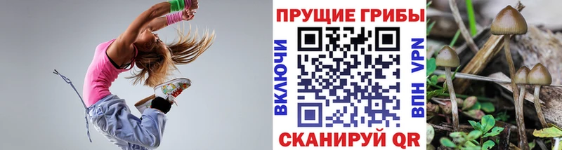 продажа наркотиков  Каргат  Галлюциногенные грибы Cubensis 